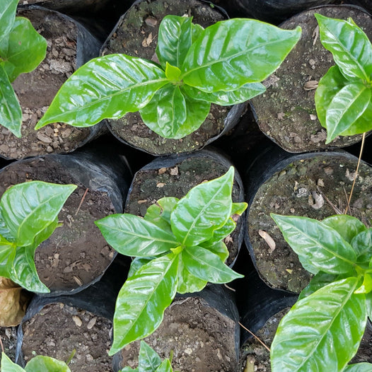 What We Know About GMOs and Specialty Coffee
