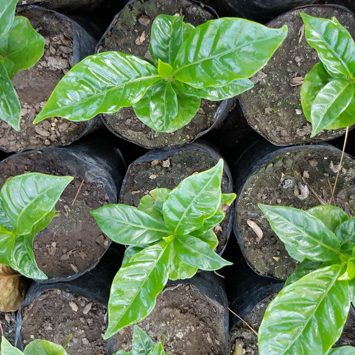 What We Know About GMOs and Specialty Coffee