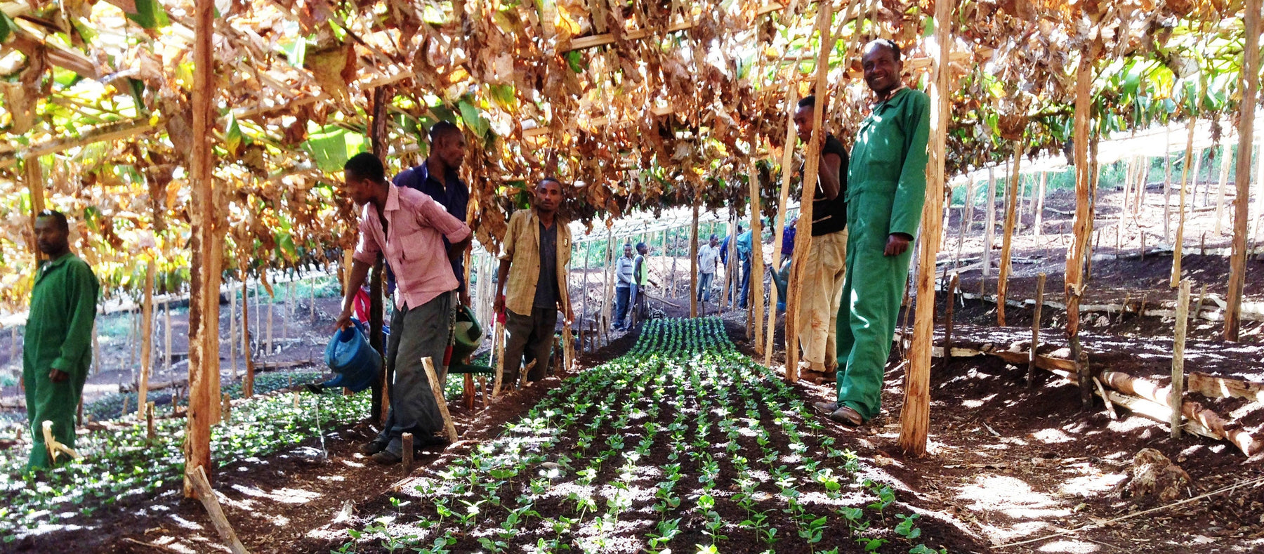 Hambela: A New Ethiopian Origin by Evan Gilman