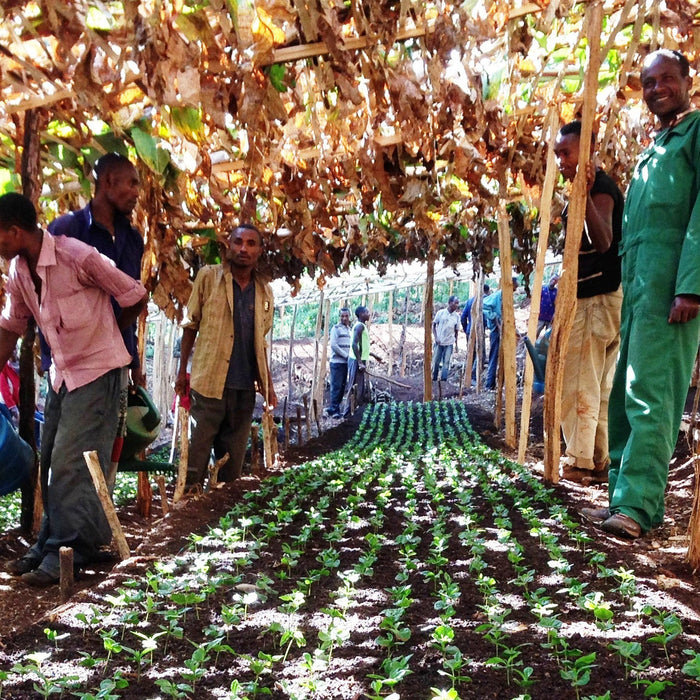 Hambela: A New Ethiopian Origin by Evan Gilman