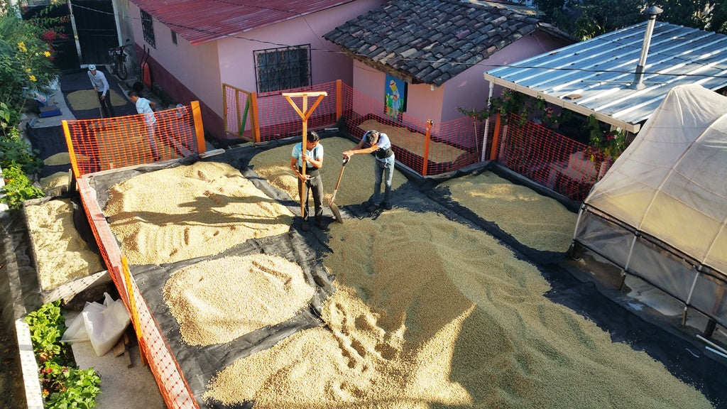 Catracha Coffee Quality Project Reflections from Arvin Juan