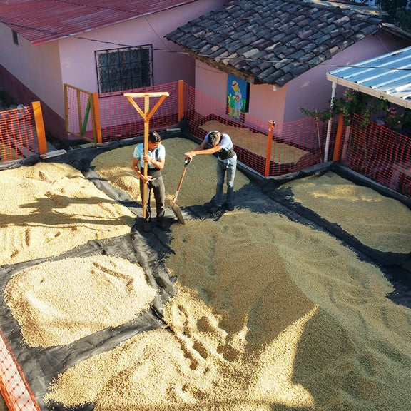 Catracha Coffee Quality Project Reflections from Arvin Juan