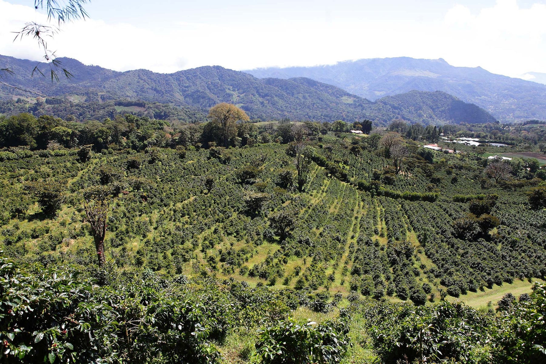 Producer Interview: Sonia Amuruso of Finca Lerida, Panama