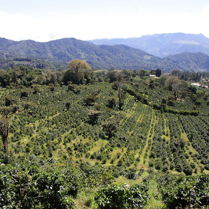 Producer Interview: Sonia Amuruso of Finca Lerida, Panama