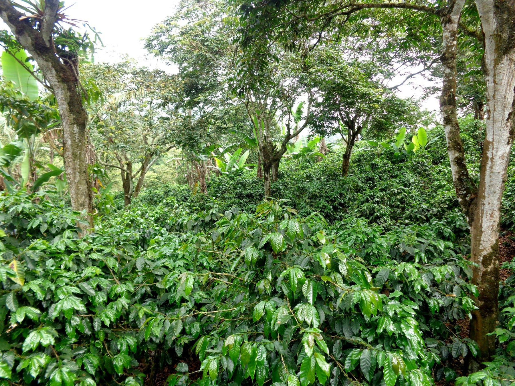 Producer Interview: Carlos Fernández Morera from Café de Altura