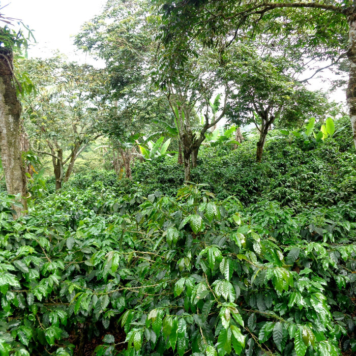 Producer Interview: Carlos Fernández Morera from Café de Altura