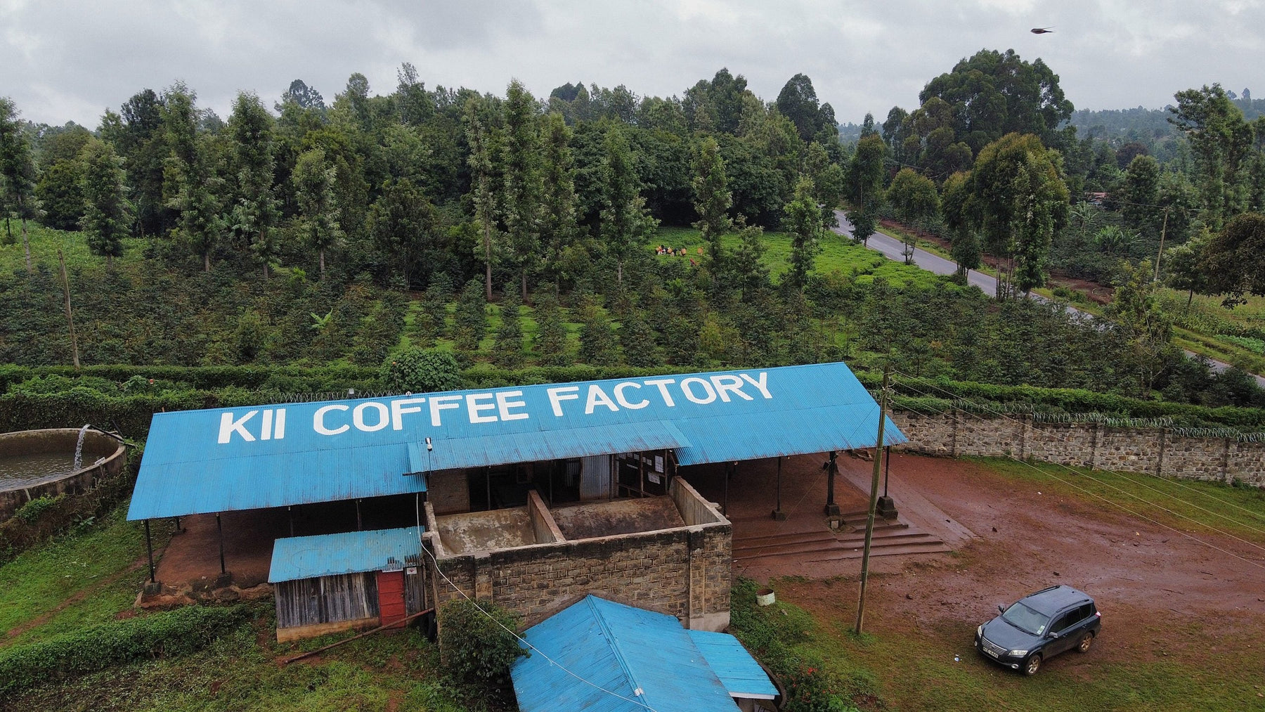Kenya Green Coffee Export Review