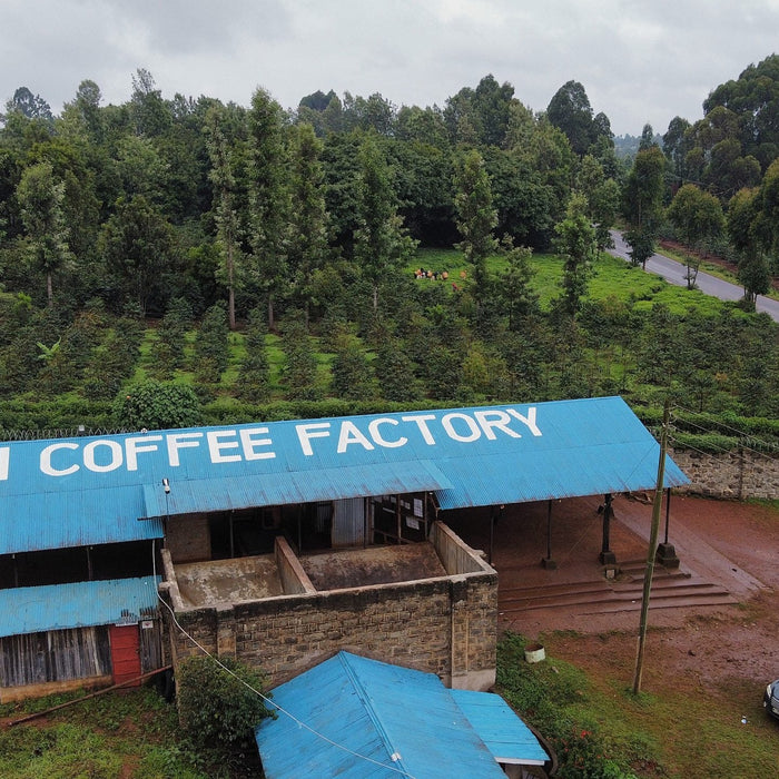 Kenya Green Coffee Export Review
