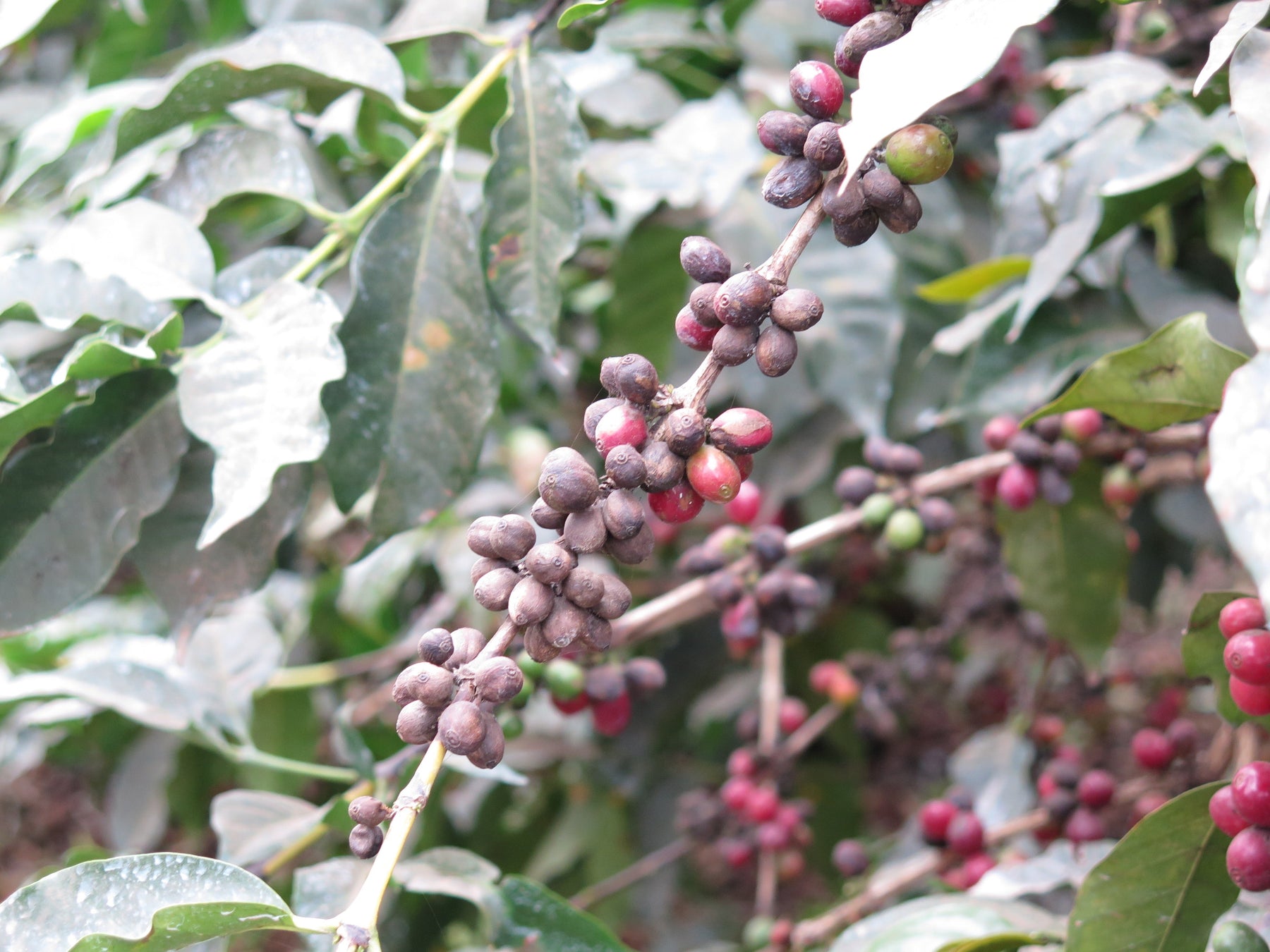Molds, Mycotoxins, and Coffee – Part I of II