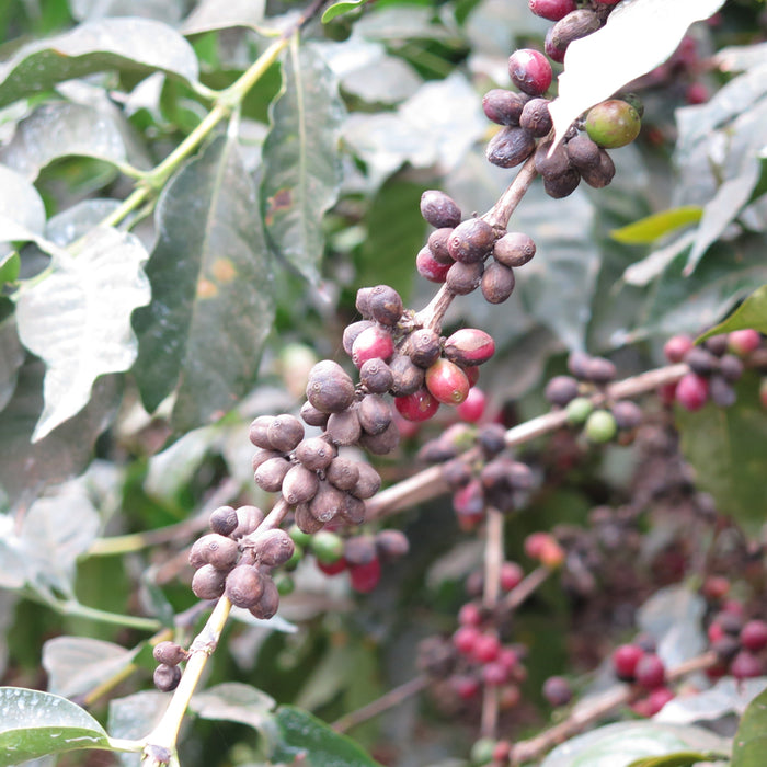 Molds, Mycotoxins, and Coffee – Part I of II