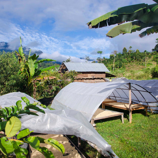 Producer Interview: Edith Meza Sagarvinaga of Finca Tasta in Satipo, Peru