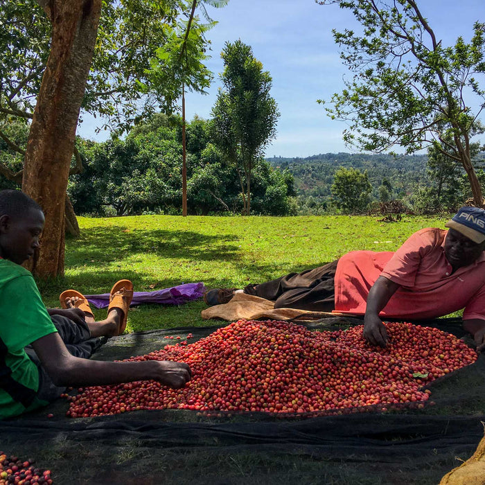 Kenya Red Cherry Project: So Much More than Ripe Fruit
