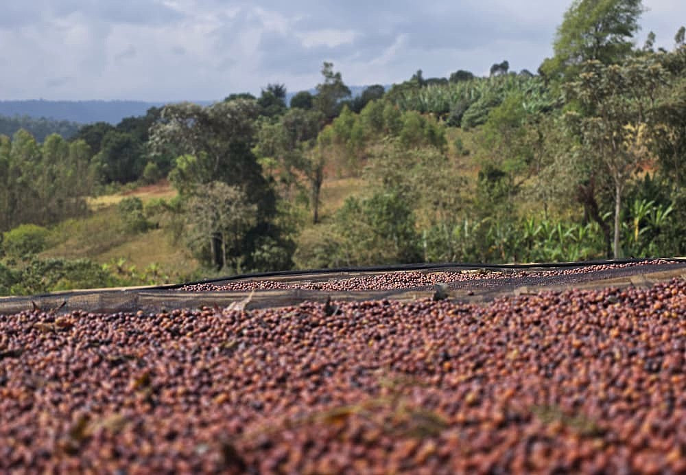 ethiopia green coffee