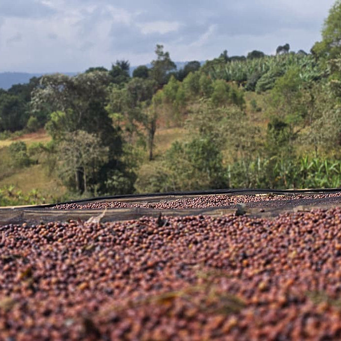 ethiopia green coffee