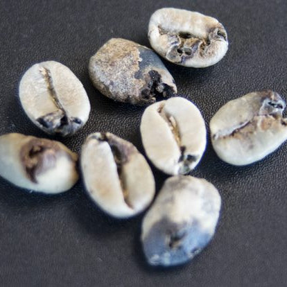 Freezing Green Coffee: A Tale of Infestation, Treatment and Consequences