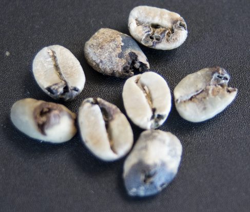 Freezing Green Coffee: A Tale of Infestation, Treatment and Consequences
