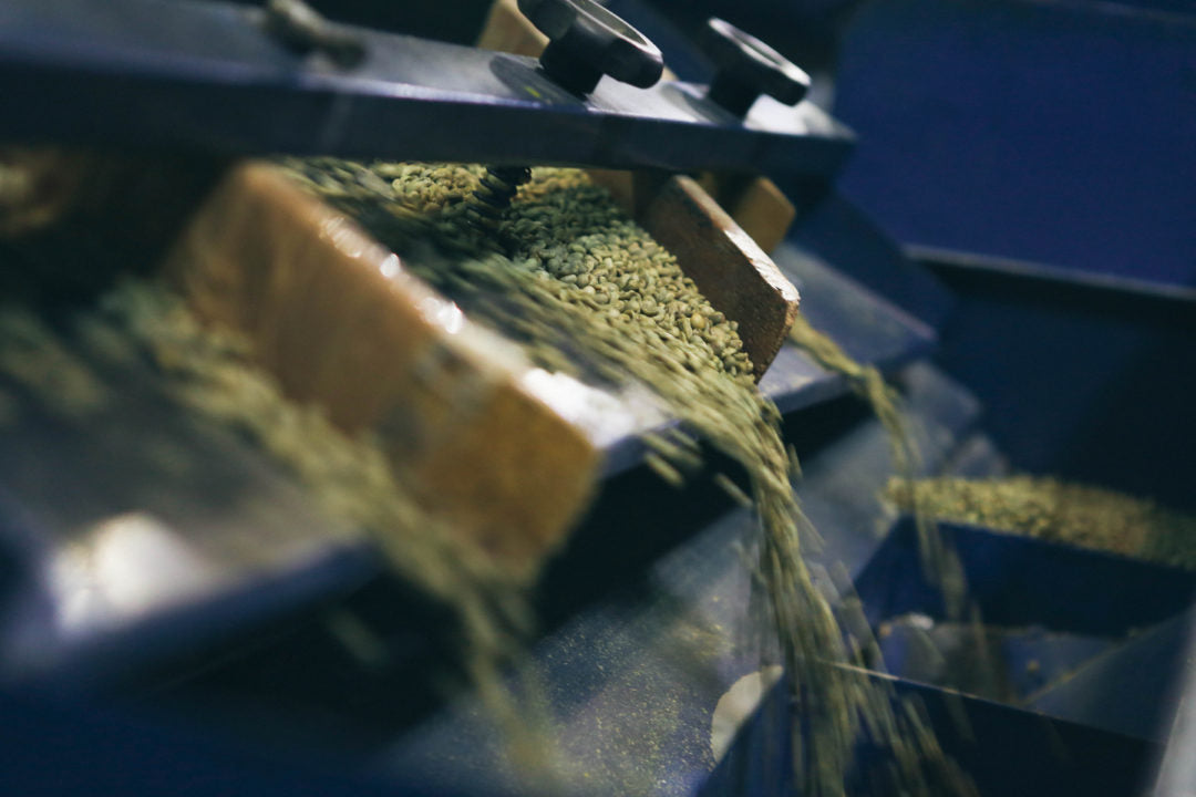 green coffee bean sorting