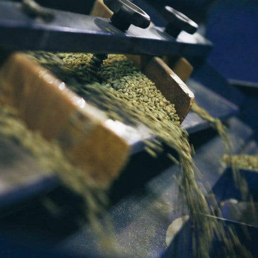 green coffee bean sorting