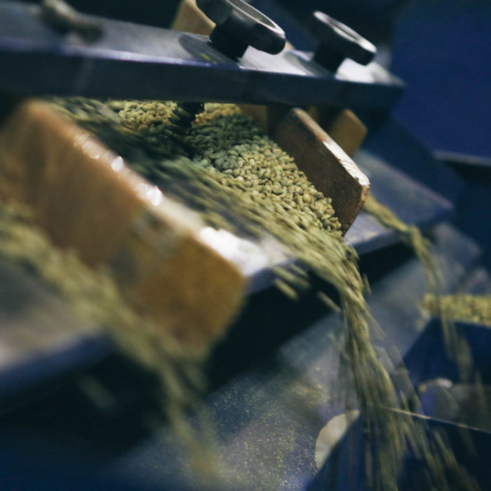 green coffee bean sorting