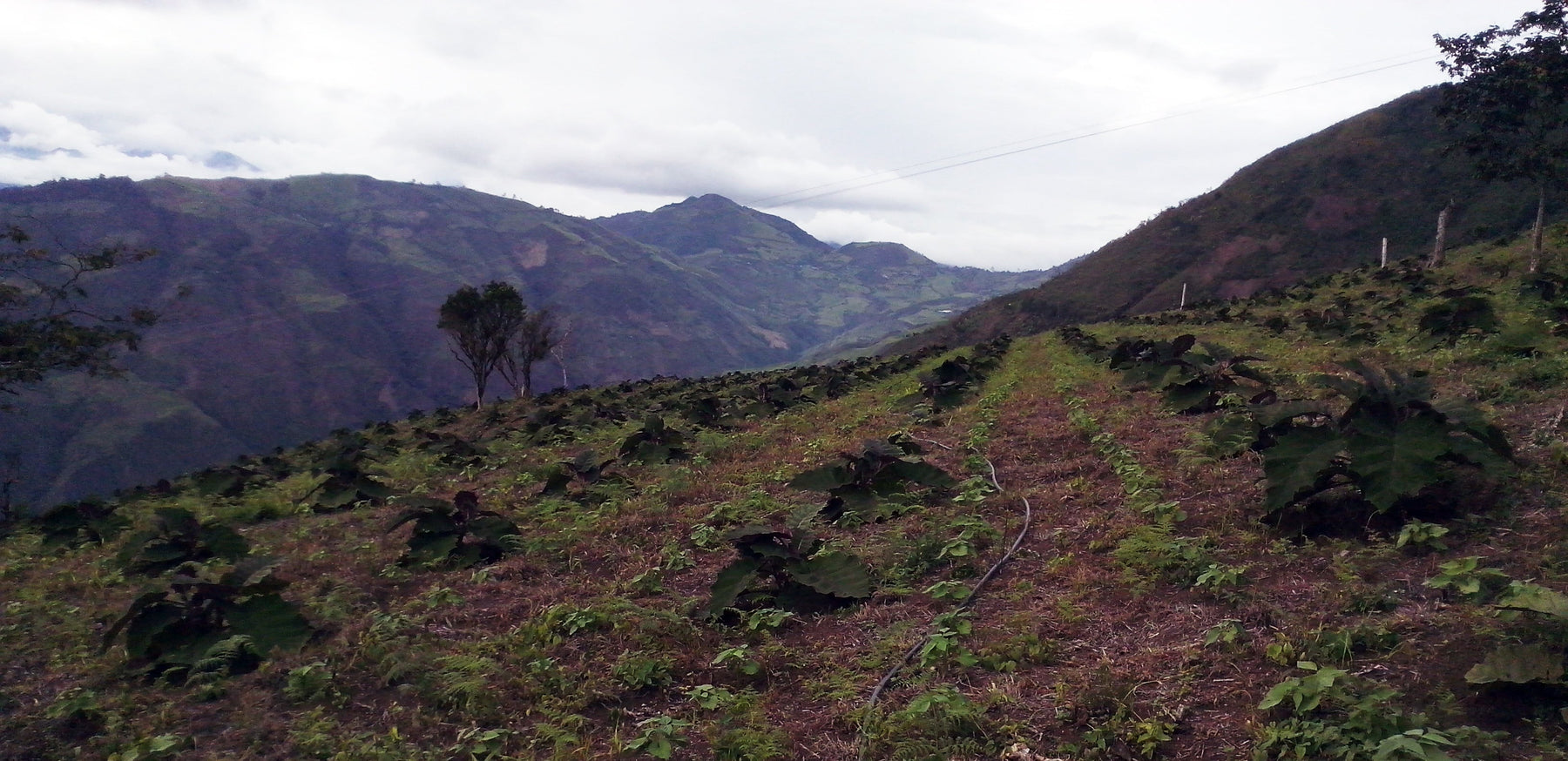 Origin Trip and Auction Invitation: Nariño, Colombia – August 2016