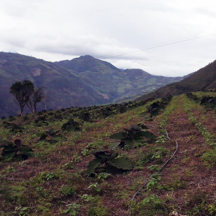 Origin Trip Invitation: Huila, Colombia – January 2018