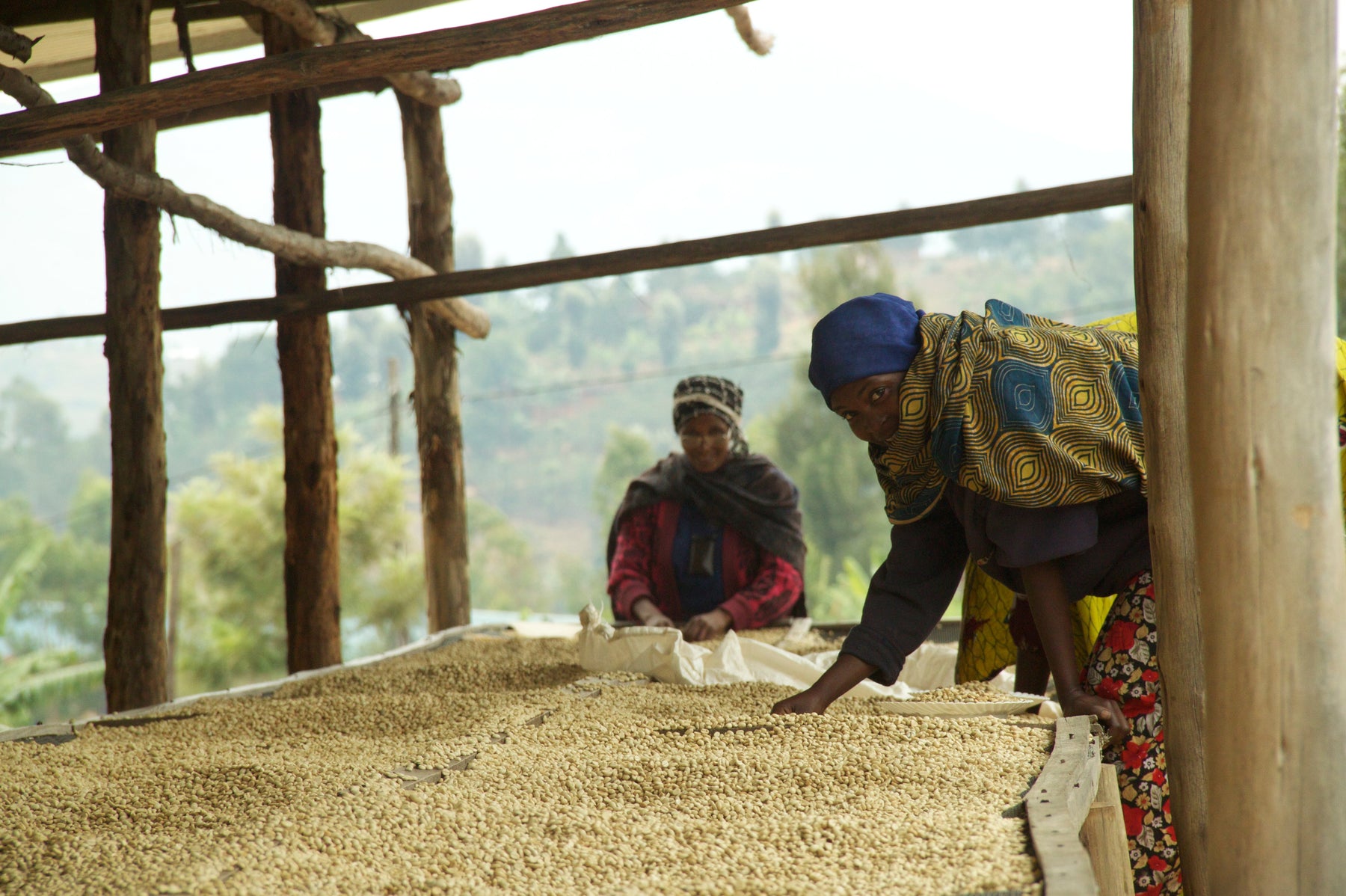 Potato Taste Defect: What Roasters Need to Know