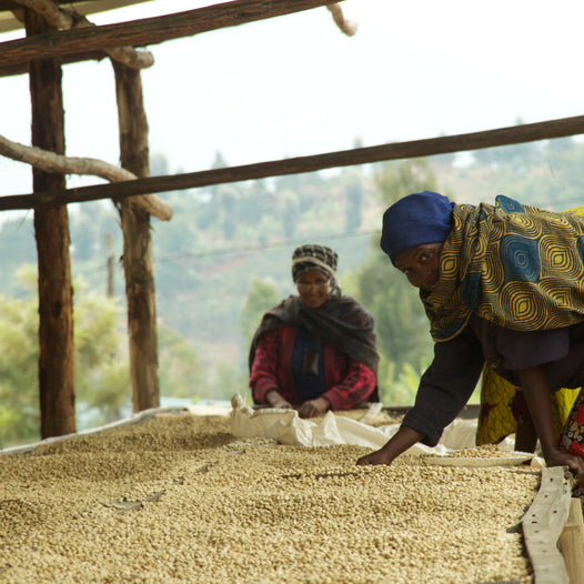 Potato Taste Defect: What Roasters Need to Know