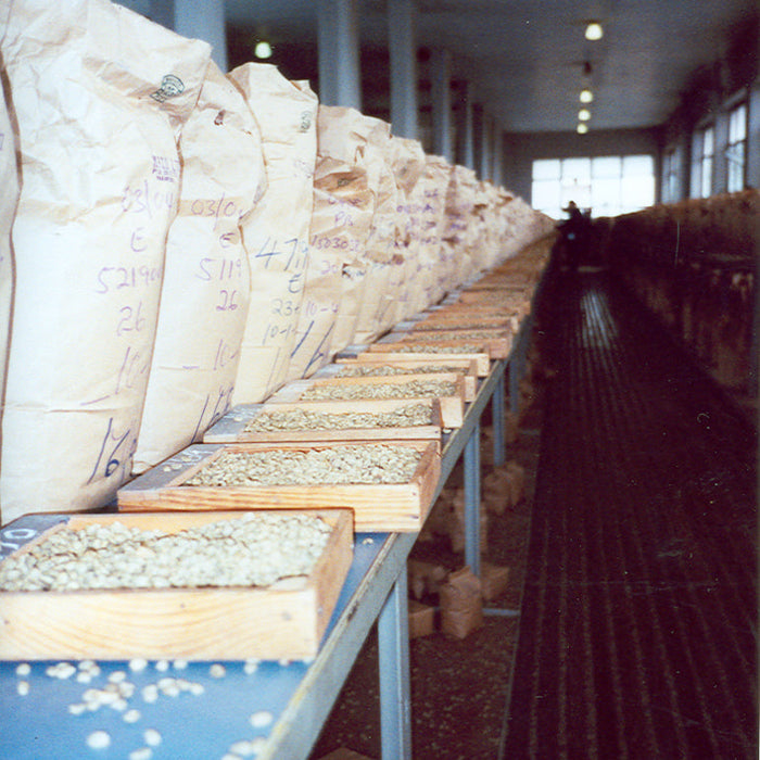 sample room Kenya auction courtesy Royal Coffee
