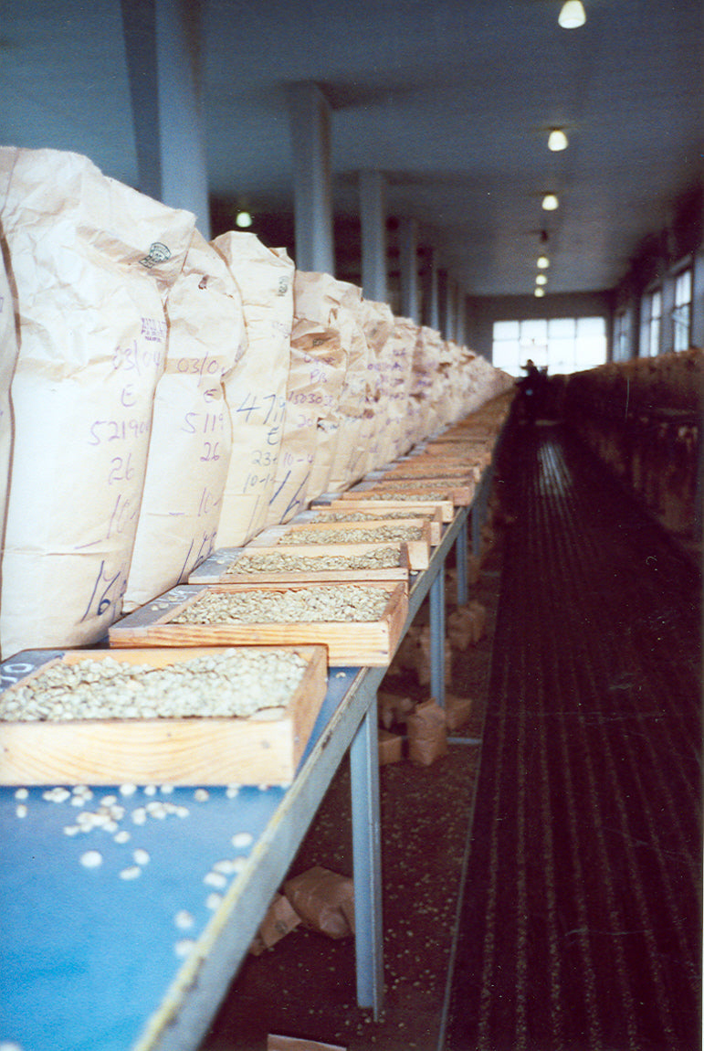 sample room Kenya auction courtesy Royal Coffee