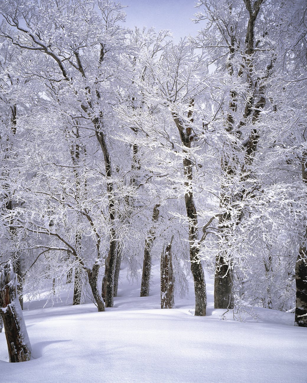snowy woods