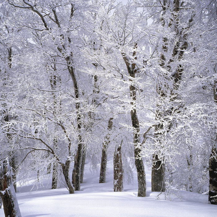 snowy woods