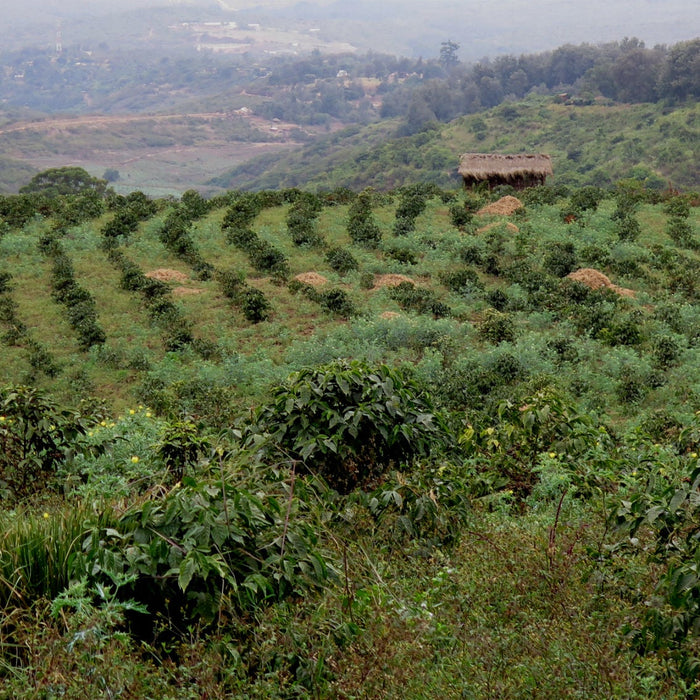 ethiopian countryside