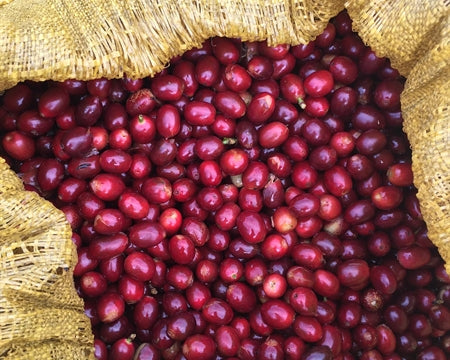 DECAF KOMODO ORGANIC ROYAL SELECT SWISS WATER PROCESS - 29667 - SPOT COSEATAC