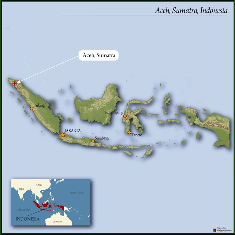 SUMATRA FT-FLO/USA ORGANIC BENER MERIAH GARMINDO GAYO MANDHELING GRADE 1 - 32153 - SPOT RCWHSE