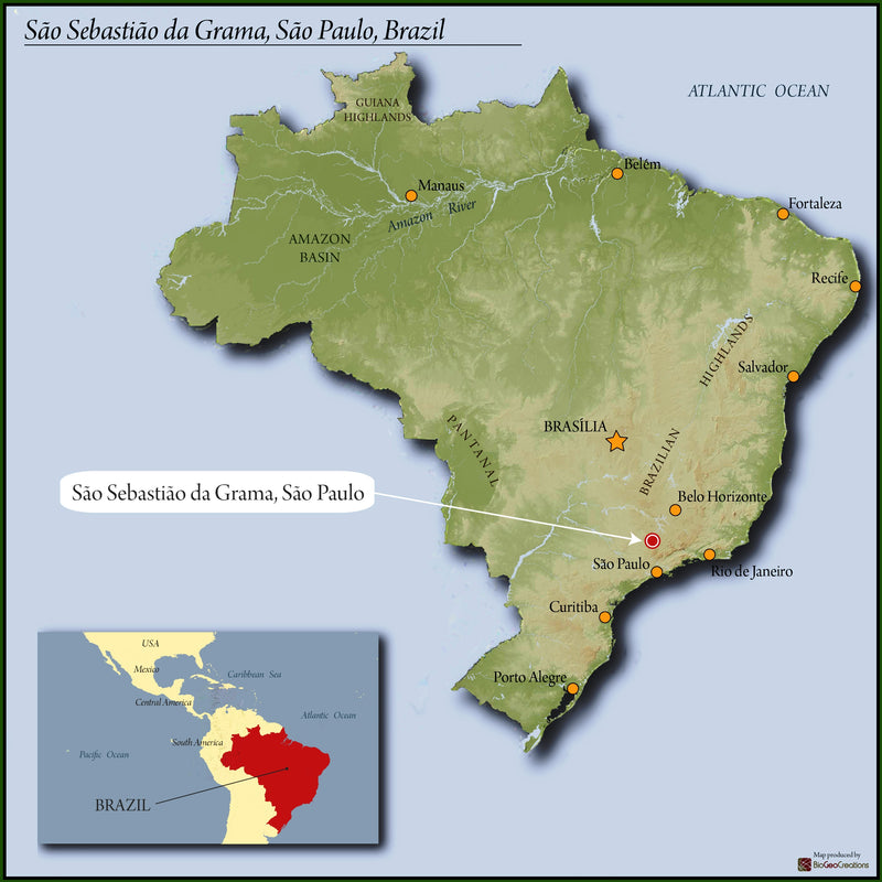 Brazil Fazenda Rainha Yellow Bourbon Pulped Natural 16+ - *50118* - 25972 - Videplast Bags - SPOT RCWHSE