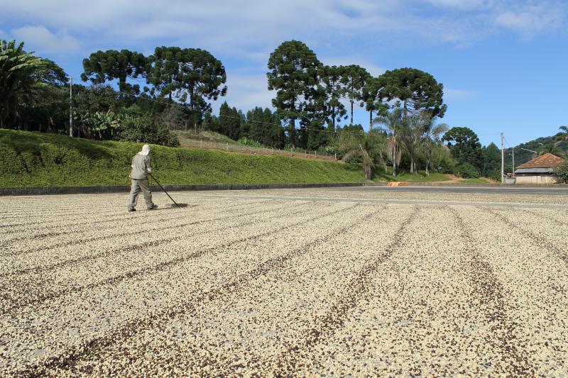 Brazil Fazenda Rainha Yellow Bourbon Pulped Natural 16+ - 32944 - Videplast Bags - SPOT RCWHSE