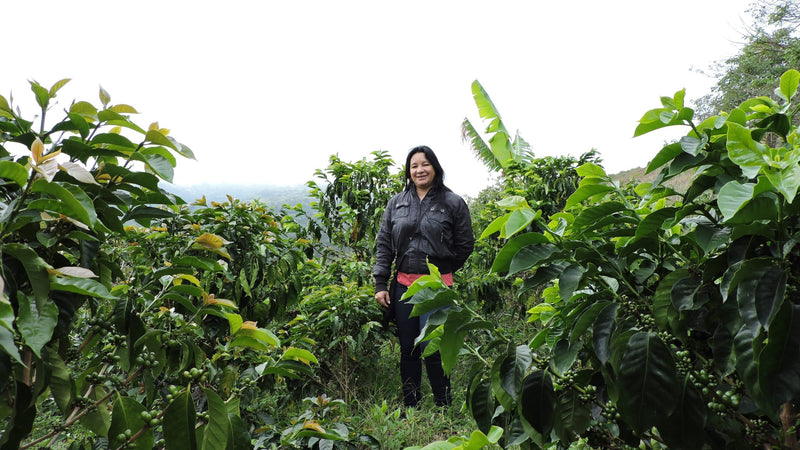 Colombia Narino La Union AA - *51419* - 24963 - GrainPro Bags - SPOT RCWHSE