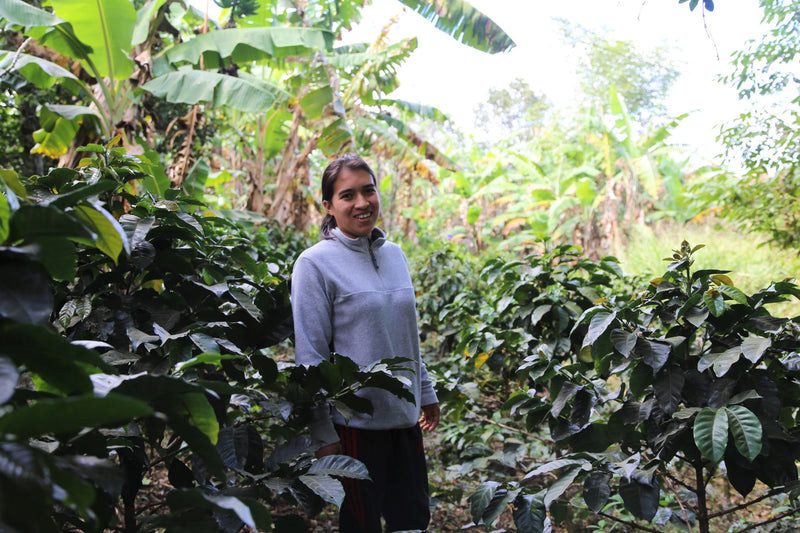 Colombia Cauca Timbio AA - 42016 - GrainPro Bags - September 2026 Shipment - SEAFORTH