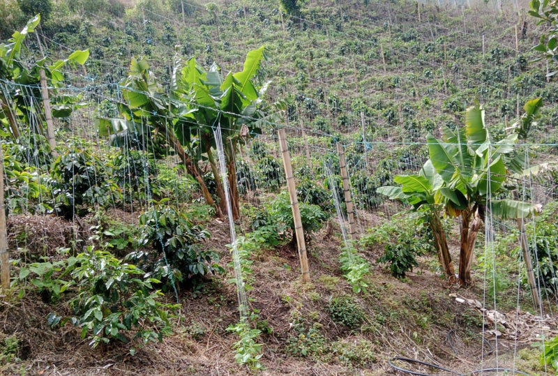 COLOMBIA FT-USA ORGANIC HUILA ASPROCESCA EP - 34880 - 70.1 kg Ecotact Bags - SPOT RCWHSE