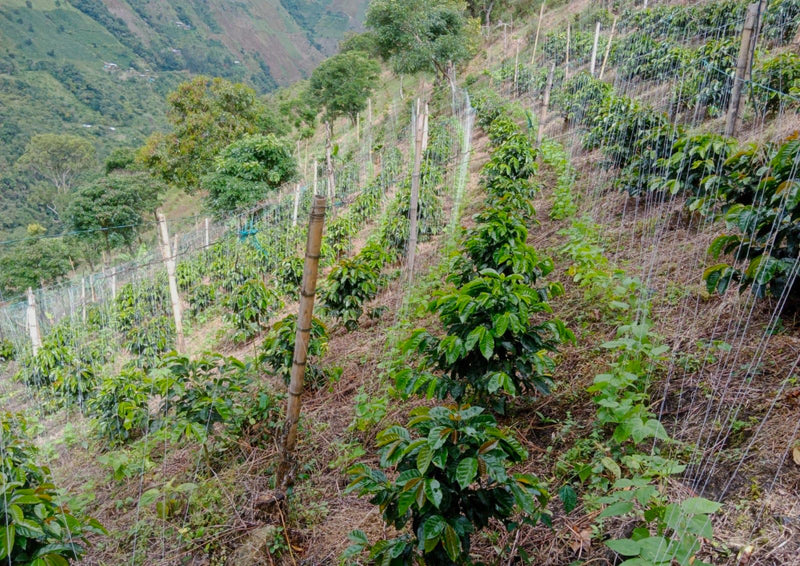 COLOMBIA ORGANIC TOLIMA ASPROCESCA - 32366 - 70.1 kg GrainPro Bags - SPOT RCWHSE