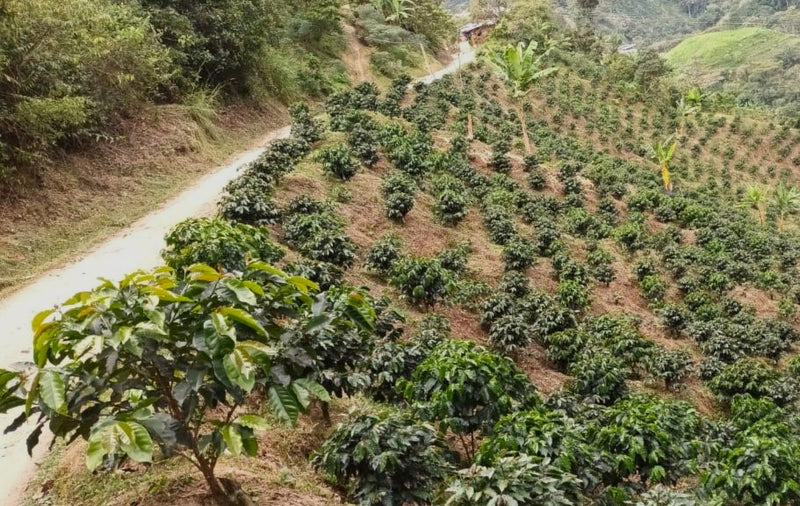 COLOMBIA FT-USA ORGANIC HUILA ASPROCESCA EP - 34880 - 70.1 kg Ecotact Bags - SPOT RCWHSE