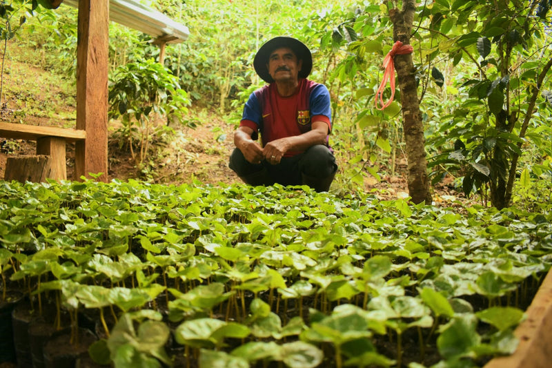PERU ORGANIC CALLAYUC AUSBERTO OBLITAS - *52071* - 27160 - GrainPro Bags - SPOT RCWHSE