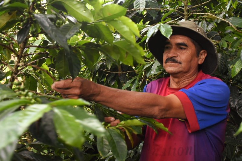 PERU ORGANIC CALLAYUC AUSBERTO OBLITAS - *52071* - 27160 - GrainPro Bags - SPOT RCWHSE
