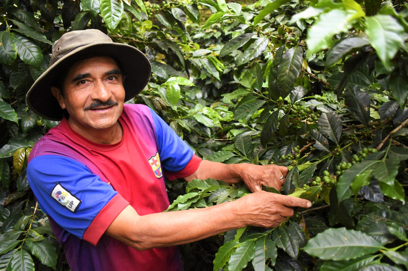 PERU ORGANIC CALLAYUC AUSBERTO OBLITAS - *52071* - 27160 - GrainPro Bags - SPOT RCWHSE