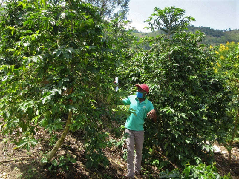 Rwanda Nyamasheke Kivubelt Nyaruzina - *51555* - 25693-1 - GrainPro Bags - SPOT RCWHSE
