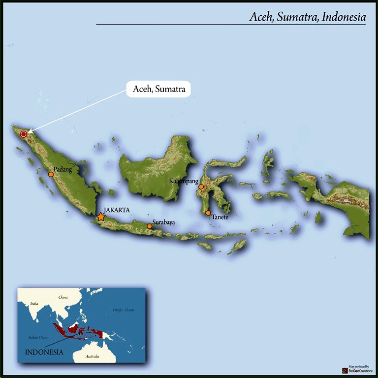 Sumatra Takengon IKA Mandheling Grade 1 - *50100* - 24445 - SPOT RCWHSE