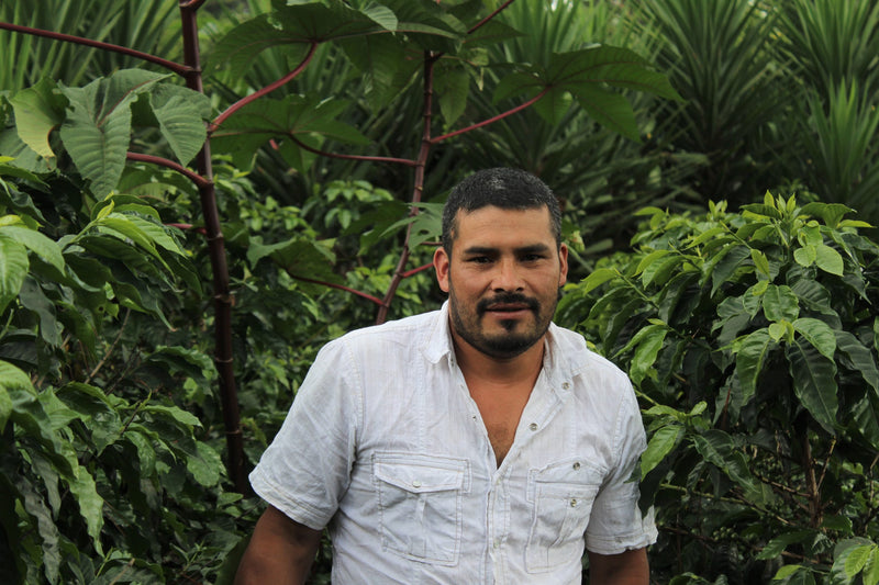 Honduras Marcala Proyecto Cabañas Natural - 32114 - GrainPro Bags - SPOT RCWHSE