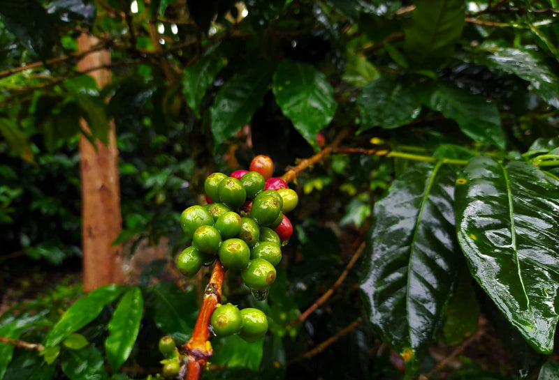 PERU ORGANIC LAS MERCEDES ALEJANDRO CONDESO - 29921 - GrainPro Bags - SPOT RCWHSE