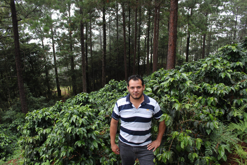 Honduras Marcala Proyecto Cabañas Natural - 32114 - GrainPro Bags - SPOT RCWHSE