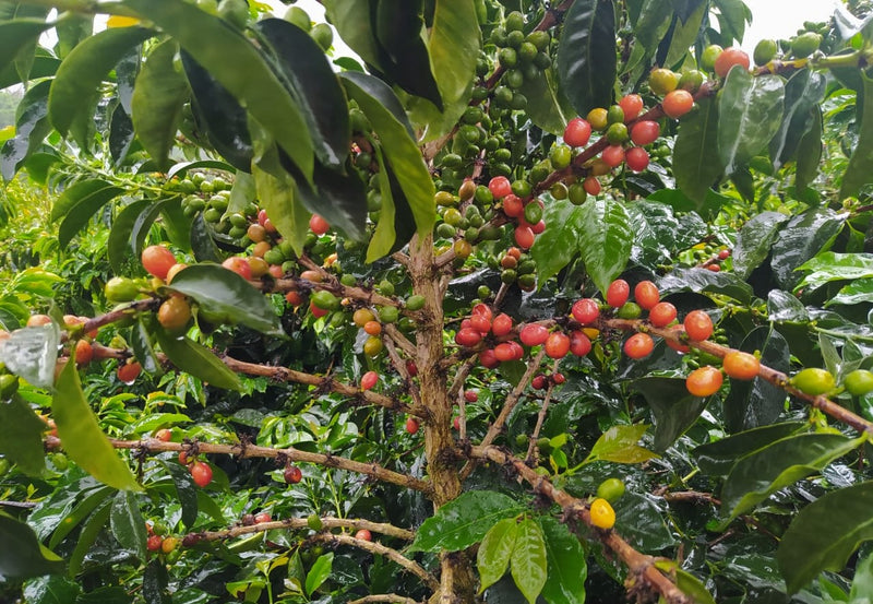 Colombia Huila Palestina A - 29617-4 - 69.7 kg GrainPro Bags - SPOT COSEATAC